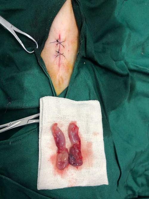 仅售387元,价值688元瑞派母猫绝育套餐活动,节假日