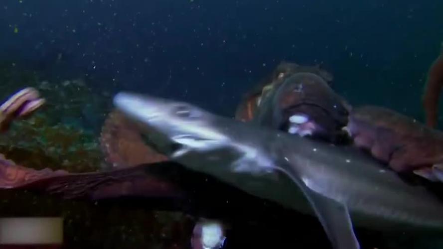 巨型章鱼大战鲨鱼,海底霸王分分钟被活活吞噬,场面太