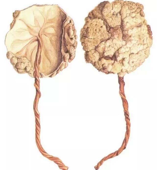 胎儿在子宫中发育,依靠胎盘从母体取得营养,而双方保持相当的独立性.