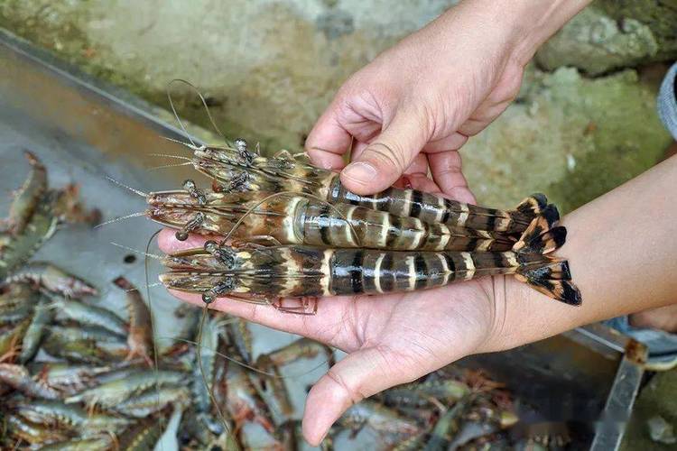 高栏港桂虾│小小虾大收益