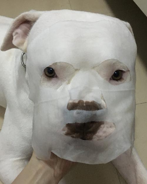慎入敷面膜的狗