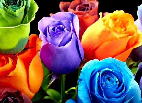 为什么我们常见的花有各种各样的颜色?_绿色生活_资讯_植物网 (转载)