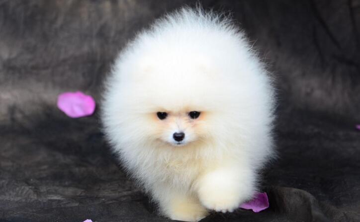 十大最温顺狗狗,快来看看你家狗狗上榜了没?