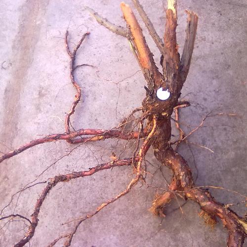 新鲜小金樱根野月季根月季花根野生蔷薇鲜月季根蔷薇花根小金樱根