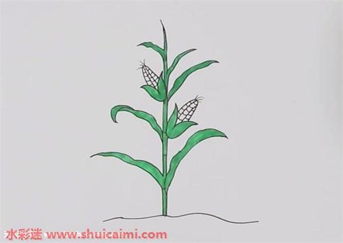 一棵玉米怎么画玉米简笔画彩色