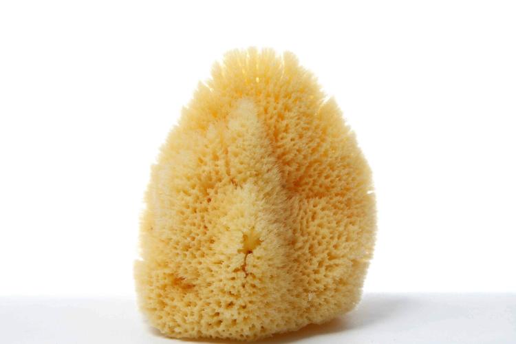 hardhead sea sponge