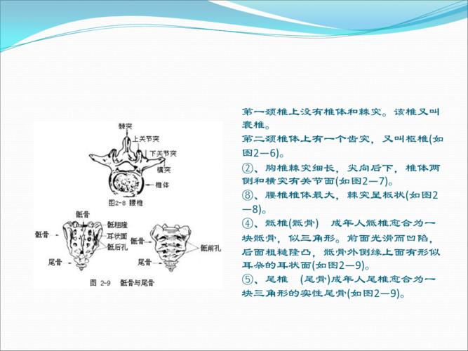 体表骨性标志.pptx