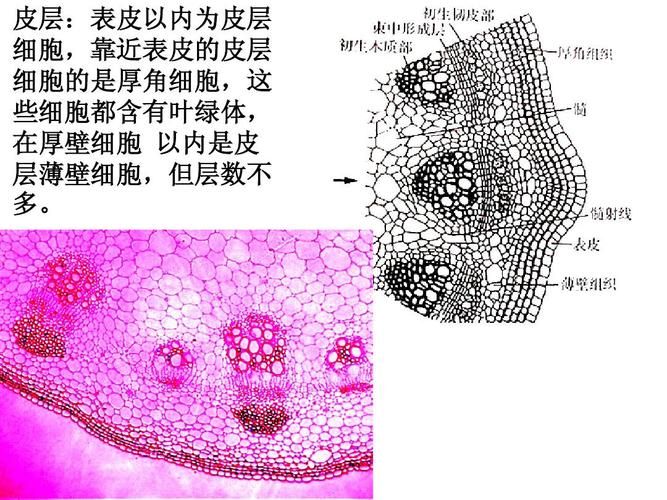一,目的要求1,通过观察向日葵茎的切片,了解双子叶