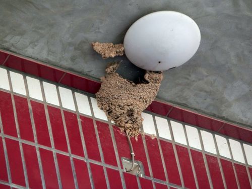 ﻿拉近镜头看,是一个金腰燕窝,因为金腰燕的窝是"罐形",而家燕