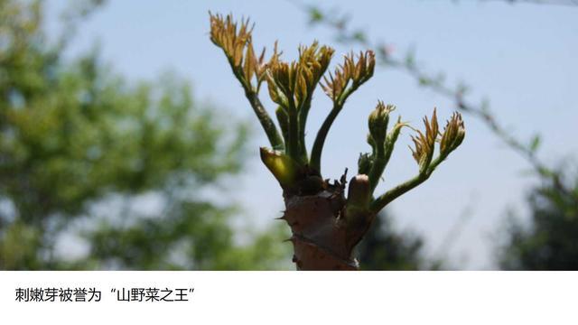 刺嫩芽的根皮具有强健筋骨,祛风除湿和补气安神的功效,是野菜中的上品