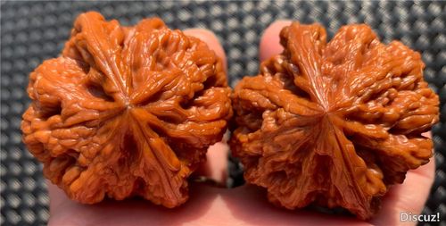 极品---野生大粗筋狮子头 上手半年 完美主义者的最爱