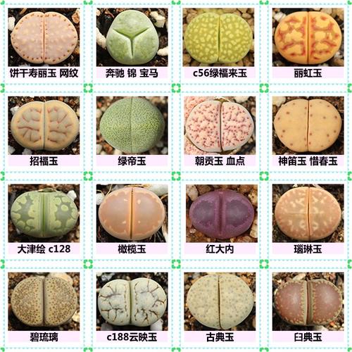 热卖dyy生石花 超大颗双头日轮玉 4-7年 超大母本 多肉石头屁股花推荐