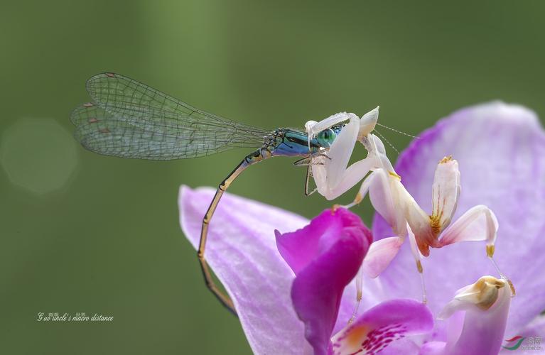 兰花螳螂的午餐