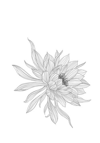 昙花