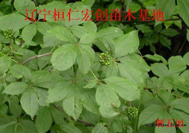 【长梗刺五加小苗,短梗刺五加基地,刺五加1-4年苗价格】