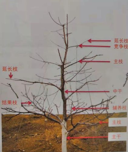 大樱桃整形修剪系列之一 | 整形修剪相关术语(图示)