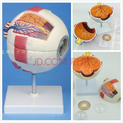 人体眼球解剖模型 眼模型眼睛解剖学 五官科眼科 教学