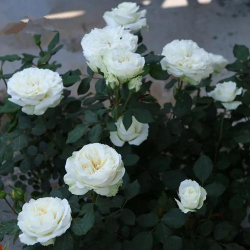 聊一聊一款白色系月季的宝藏品种:梦之蕾