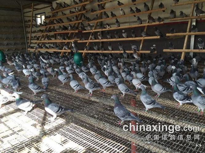 包头北方公棚290公里第一关今日打响