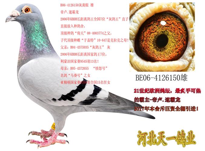"灰鸽王"直子