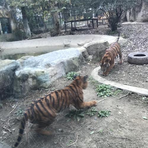 秋日的成都动物园