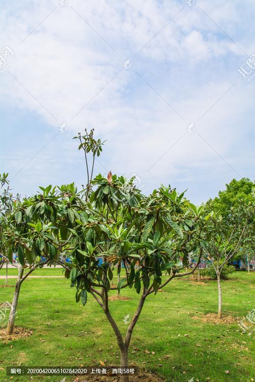 [正版商业]枇杷树