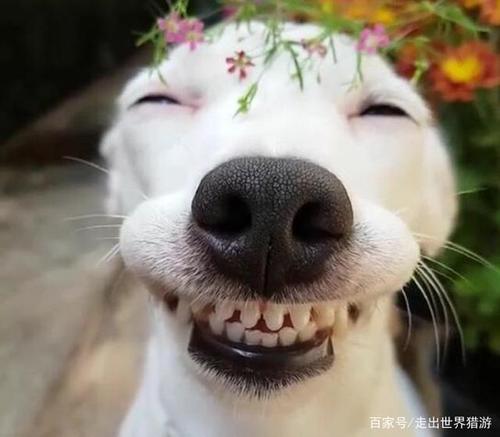 你能够容忍一只呲牙的猫,却无法容忍一只呲牙的狗,知道为啥吗?