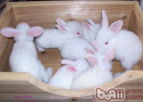 这一时期可视为家兔由胎生期转至独立生活的一个过渡阶段.