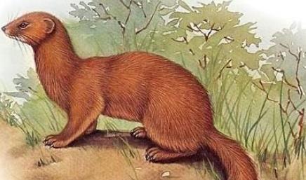 救了黄仙儿女它却害我两次军营重游才恍然大悟那是两次报恩