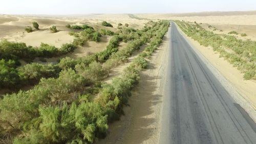 沙漠公路防风固沙植物
