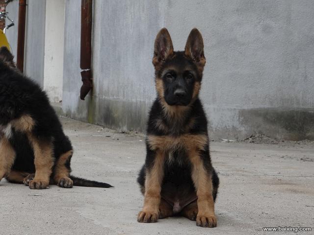 高端品质德牧幼犬 三个月的健康保障