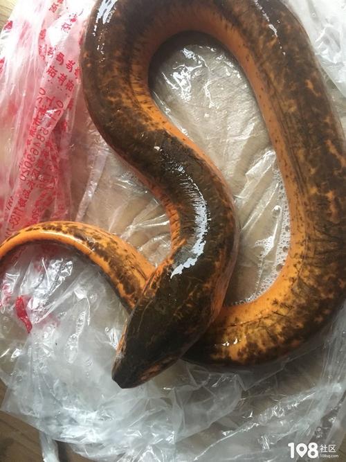 巨大的黄鳝