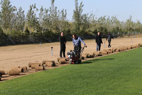 大荔县沙苑牡丹观光园500亩草坪丰收开始收获【李世居