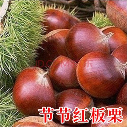 板栗苗 板栗树苗栗子苗果树苗嫁接大红袍板栗苗特大栗子水果苗栗子
