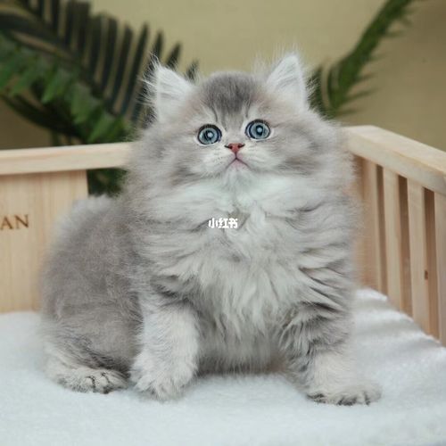 长毛蓝金弟弟幼猫小猫咪幼崽_猫咪_佛山自由行热门攻略_领养_猫猫