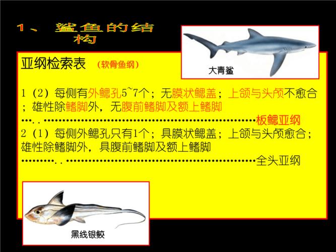 鲨鱼的结构,种类和保护现状ly.ppt