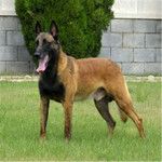 马犬幼犬纯种出售赛级比利时牧羊犬红马短毛犬护卫犬