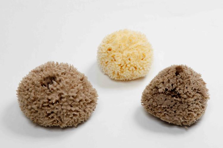 wool sea sponge