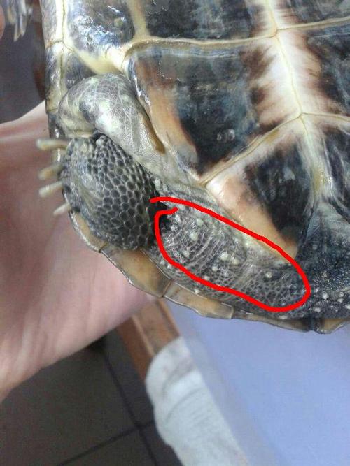 我家乌龟的身上长了好多这样的斑点,请问是得什么病了吗?怎么治?