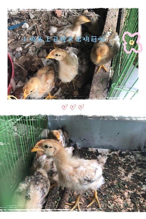 记小鸡孵化过程及成长