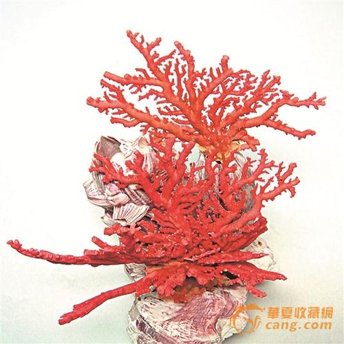 珊瑚收藏:年均上涨30%