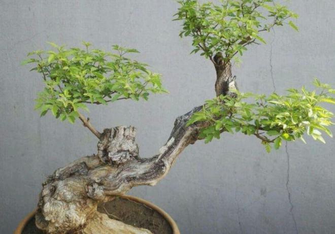 4种疙瘩树适合做盆栽盆景苍劲古朴美观又大方还非常好养