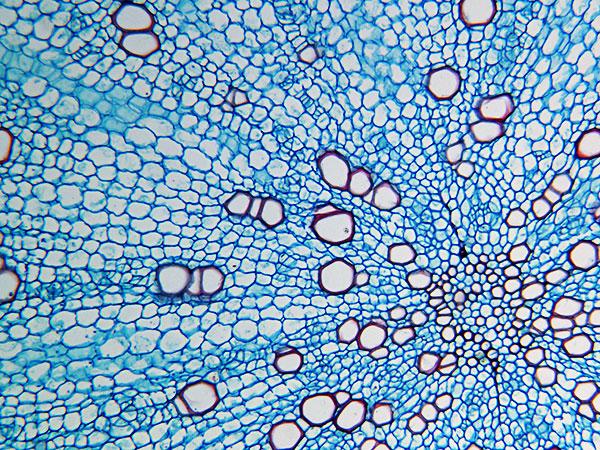 显微镜摄像头 mc50-n