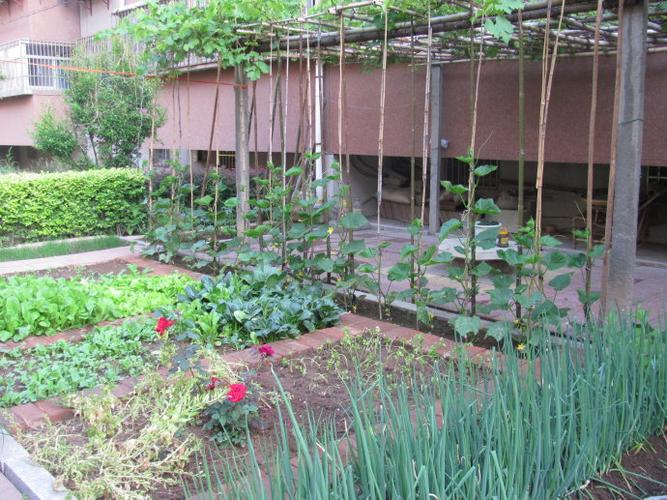 牛姐家的小菜园