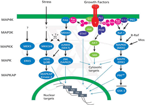 丝裂原激活的蛋白激酶(mapk)信号通路(图片大汇总)
