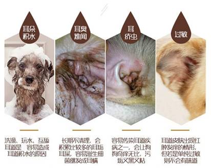 告别耳炎,耳垢!预防耳螨耳疾