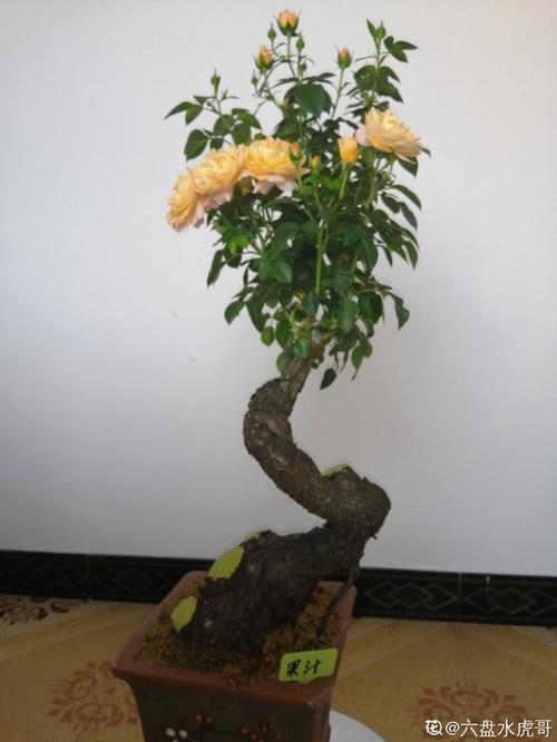 山上挖一棵野蔷薇,回家绑上月季枝,立马变成高价老桩!