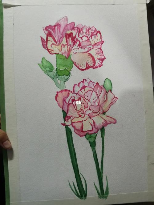 水彩 康乃馨_水彩画_康乃馨_水彩_文化_绘画
