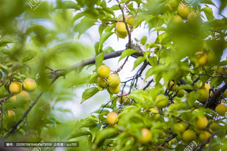 [正版商业]梅子