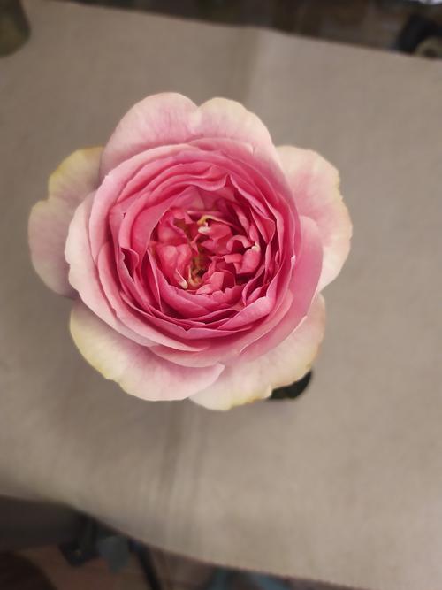 个人向〕伊芙·修罗珍珠 月季鉴赏